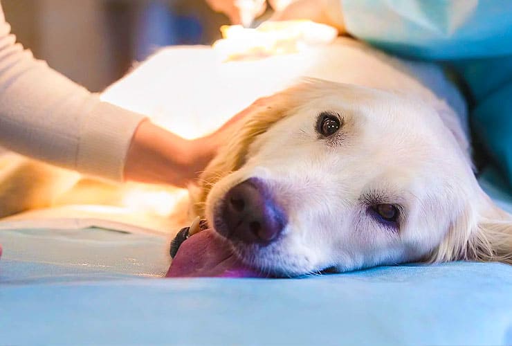 Как подготовить собаку к стерилизации