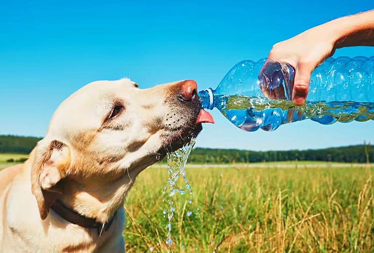 Как помочь собаке в жару