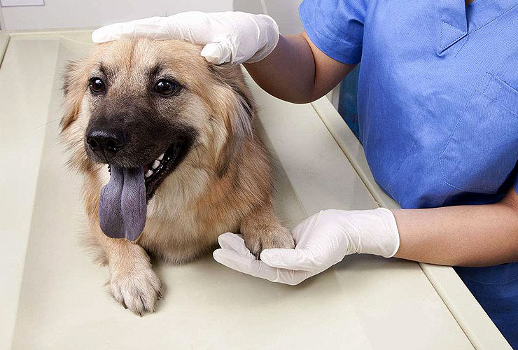 Лечение мочекаменной болезни у собак