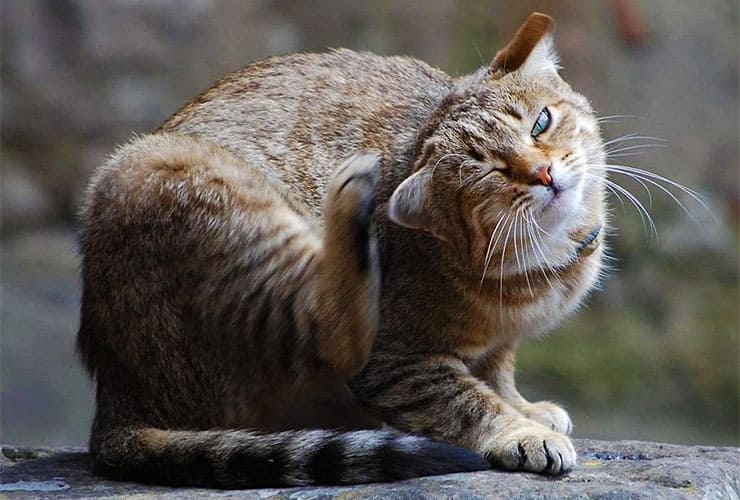 Почему кот чешет уши и трясет головой
