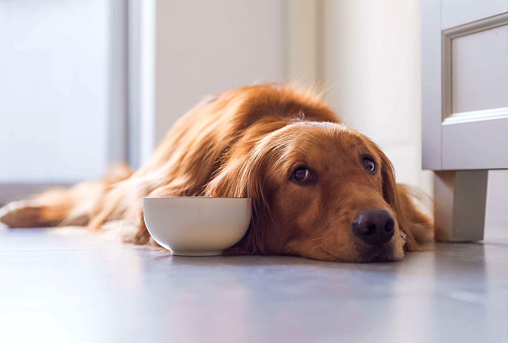 Почему у собаки пропал аппетит