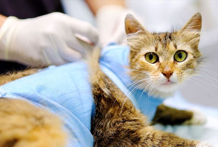 Зачем нужна стерилизация кошек