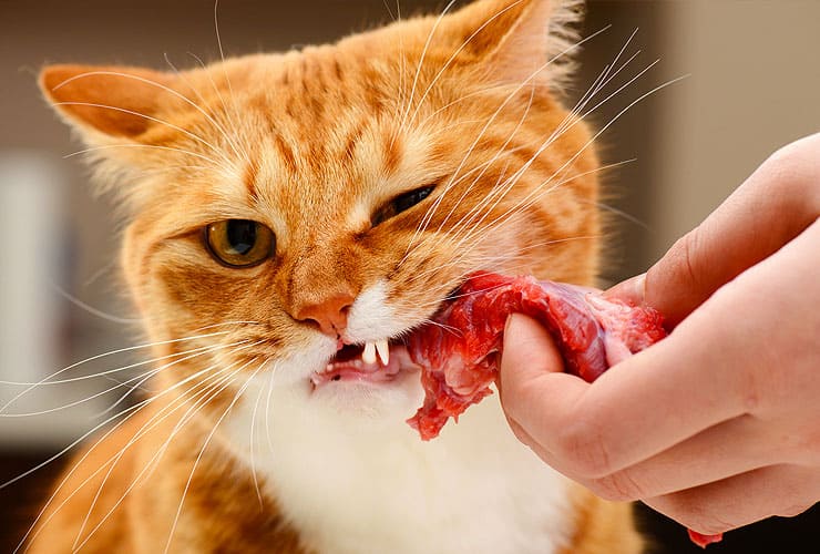 можно ли кормить котенка сырым мясом