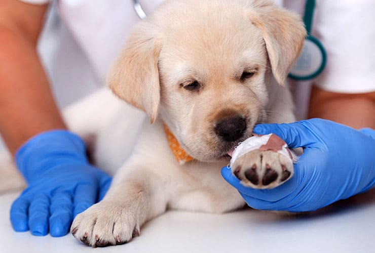 Помощь при ранениях и травмах у домашних питомцев | Первая ветеринарная аптека в Ижевске