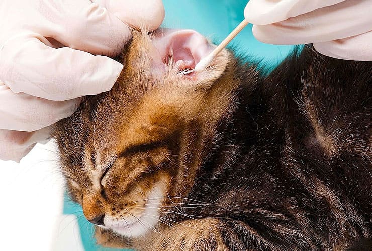 Как правильно чистить уши кошке